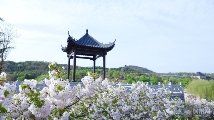 莫负春光来邹平樱花山晚樱花海享一刻清欢走一趟花路