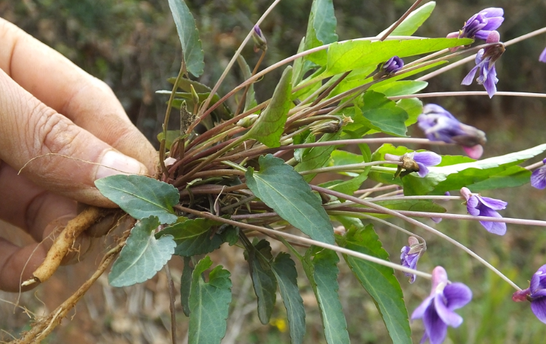 农村常见的野生植物看上去不是很有用,但是有非常神奇