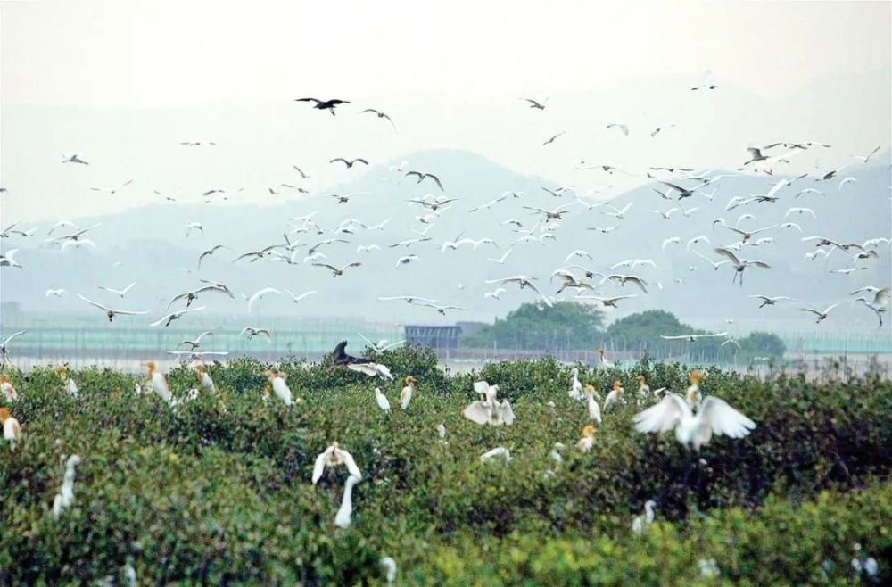 盐洲岛:忽逢红树林,夹岸数百步