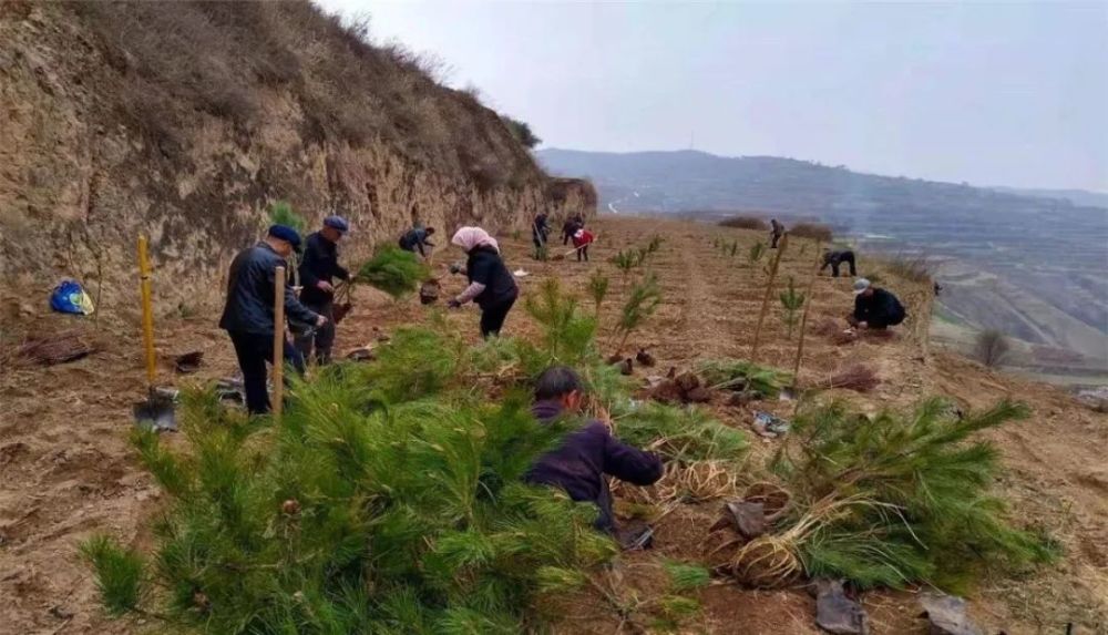 南湖镇:小镇春光好 田间种树忙