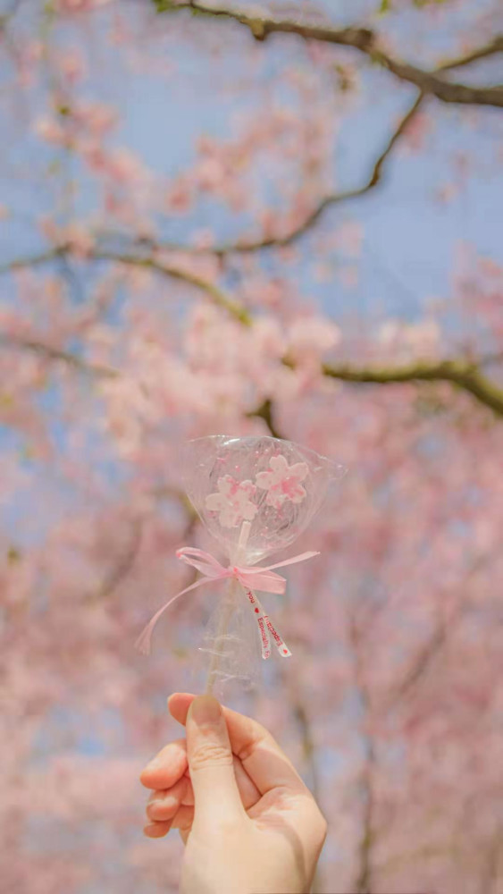 超级好看的樱花背景图