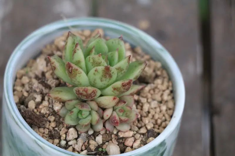 水晶玫瑰是景天科拟石莲花属的多肉植物,冬云系,植株莲座状,易群生.