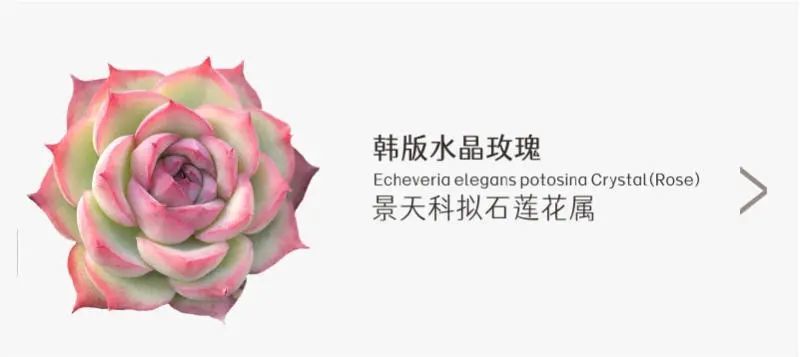 「水晶玫瑰」景天科拟石莲花属多肉植物,冬云系列