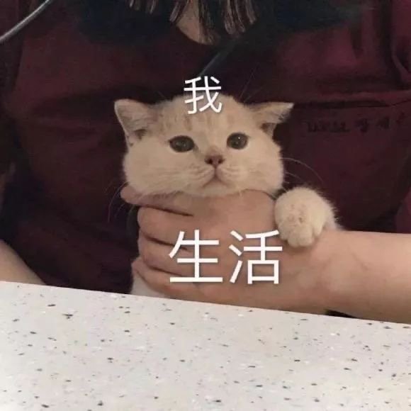 萌宠表情包:吃嘛呢?给我掰点!