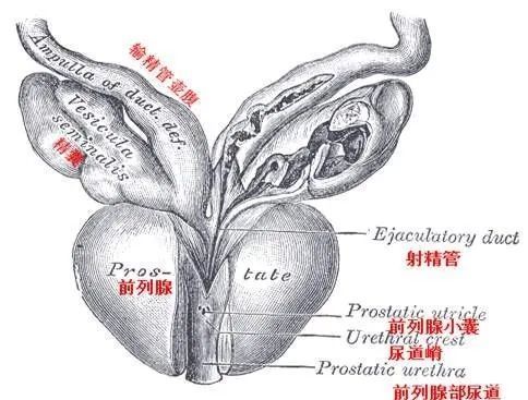 性前列腺炎;i型:急性细菌性前列腺炎;前列腺炎是泌尿外科男性常见病