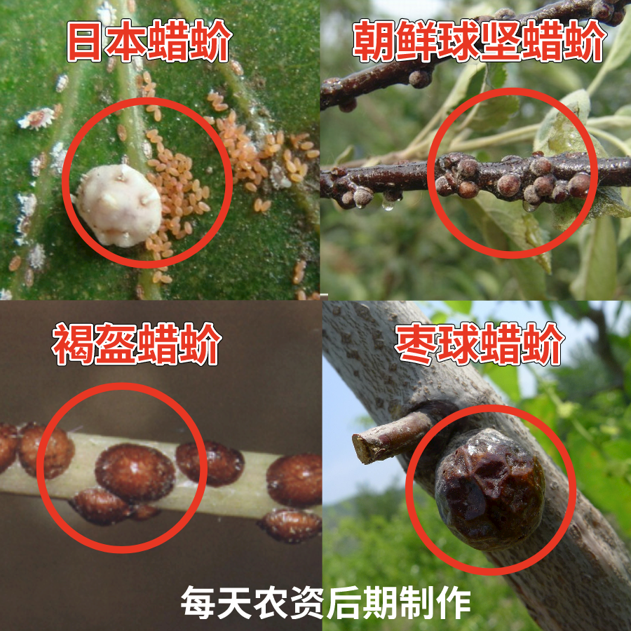 在球蚧类蚧壳虫中,朝鲜球坚蜡蚧,褐盔蜡蚧3月开始活动,危害的作物有
