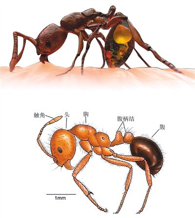 红火蚁身体结构和蛰咬人示意图.
