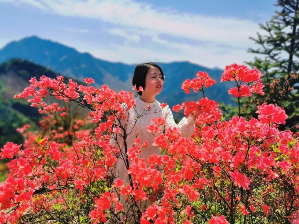 黄山歙县千亩花开映山红开得艳,古朴山村绽新颜