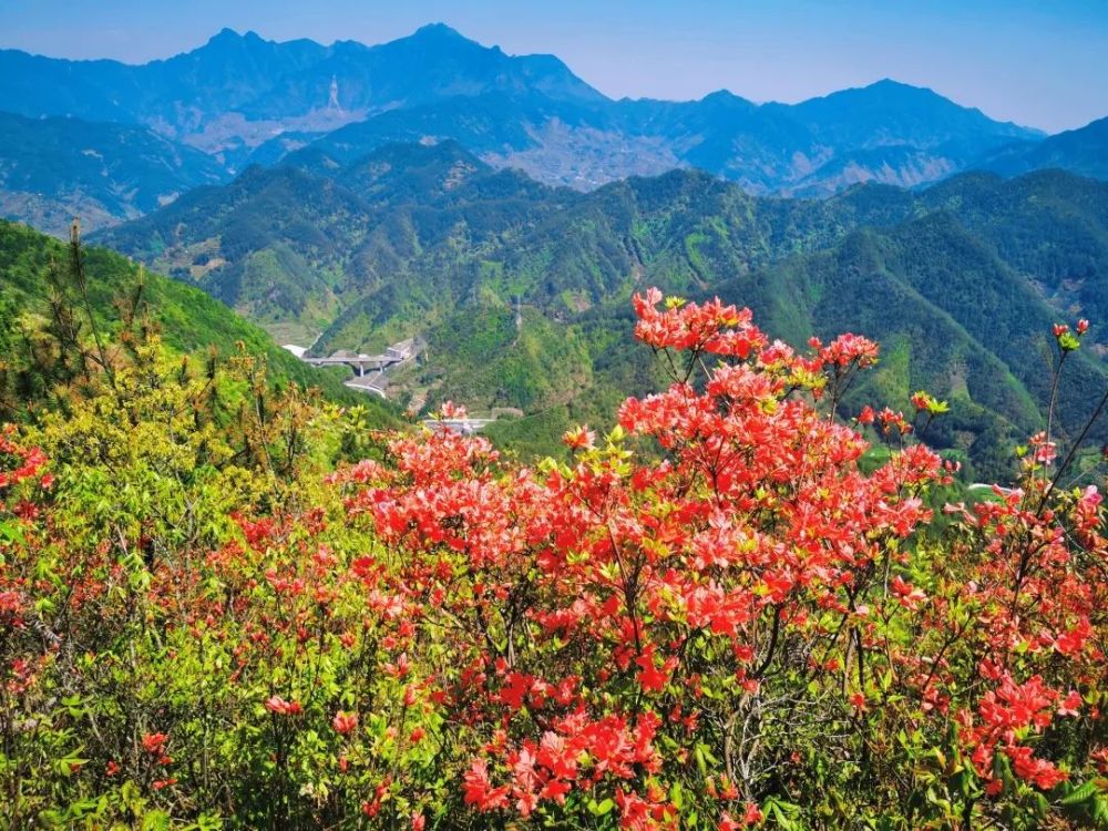 黄山歙县千亩花开映山红开得艳古朴山村绽新颜