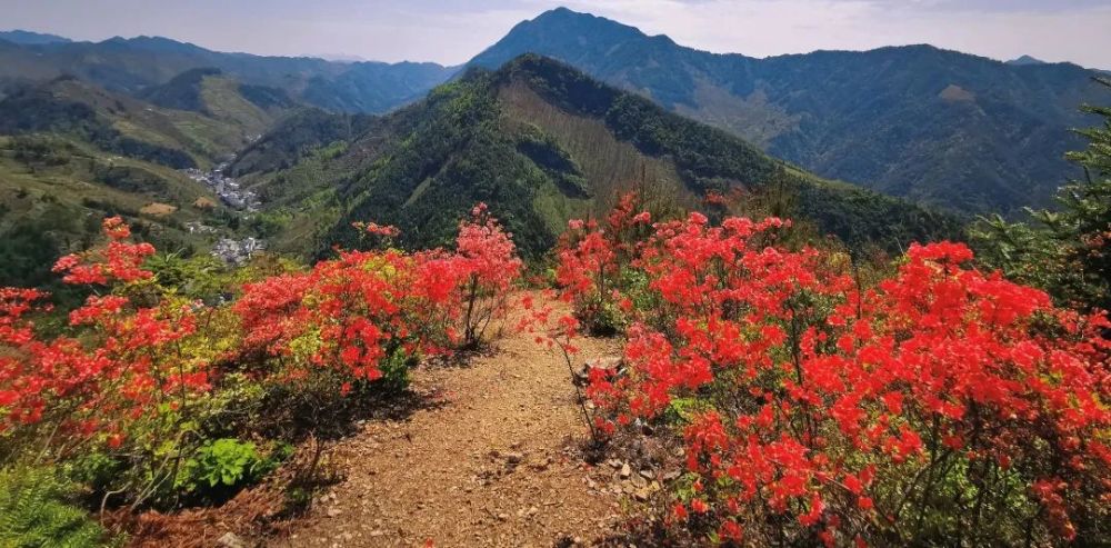 黄山歙县千亩花开映山红开得艳,古朴山村绽新颜