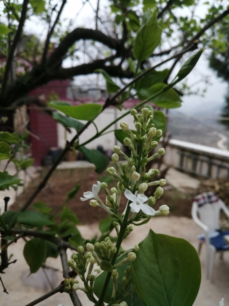 白丁香花开满院香