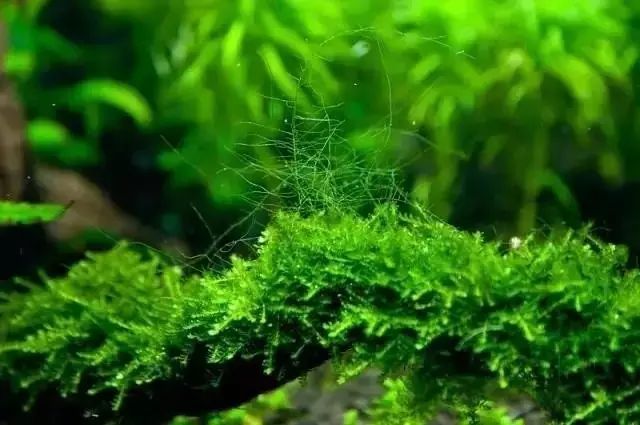 藻类永远都是草缸中的最热门的话题之一