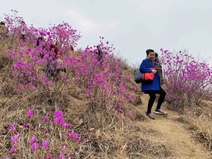 映山红开了!岫岩多了一张"赏花游"名片