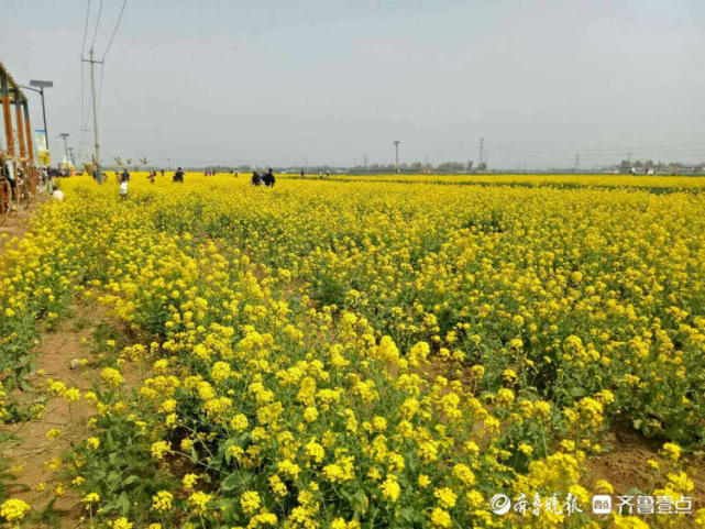 济南章丘平陵古城油菜花缤纷绽放,浓郁花香惹人醉