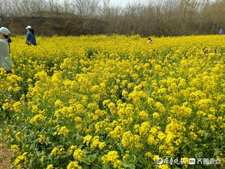 济南章丘平陵古城油菜花缤纷绽放,浓郁花香惹人醉