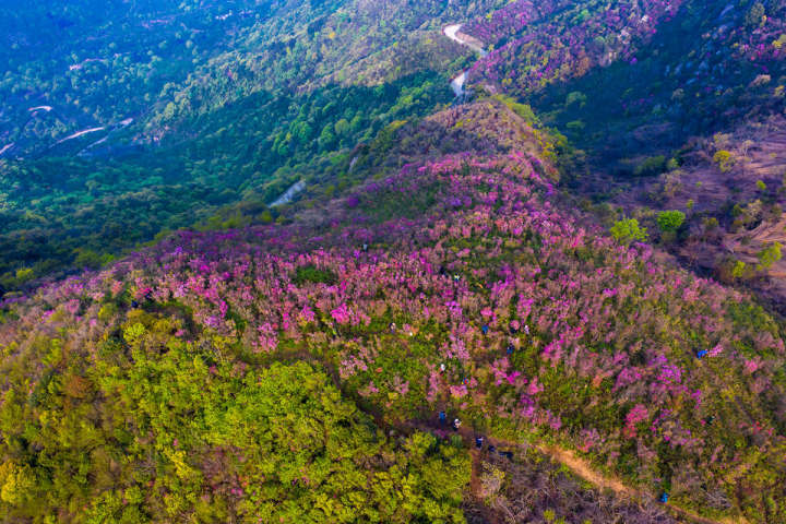 奉化:高山杜鹃花正开 游客纷至踏春来