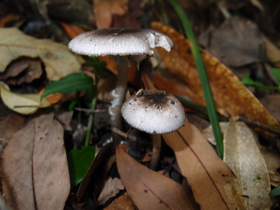 灰花纹鹅膏|图片来源:台湾生命大百科