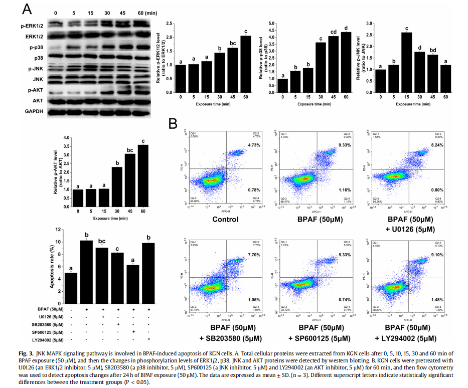 mapk通路诱导kgn细胞凋亡_腾讯新闻
