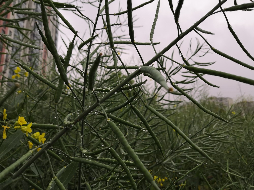 油菜花制成的果汁在医疗上据说有预防高血压,贫血和伤风等功效.