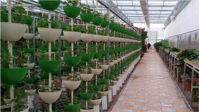 网上说无土栽培蔬菜如果没有政府扶持根本发展不起来对还是不对呢