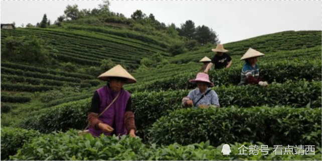 靖西:春雨催春芽 茶农采茶忙_腾讯新闻