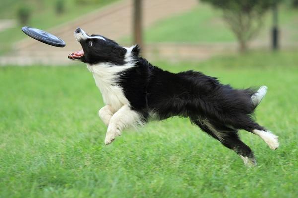 (跃起衔飞盘的边境牧羊犬)