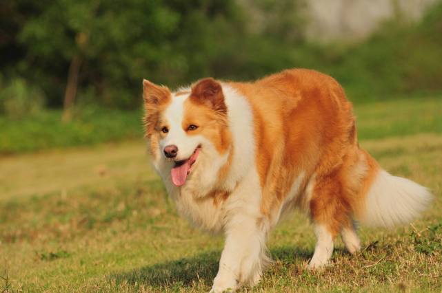 (棕白两色边境牧羊犬)