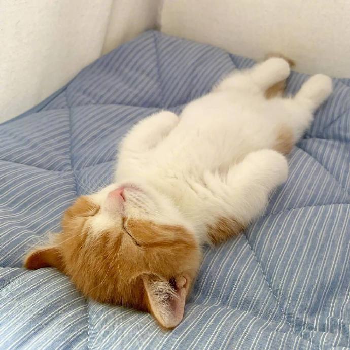 萌猫图片睡觉姿势超可爱