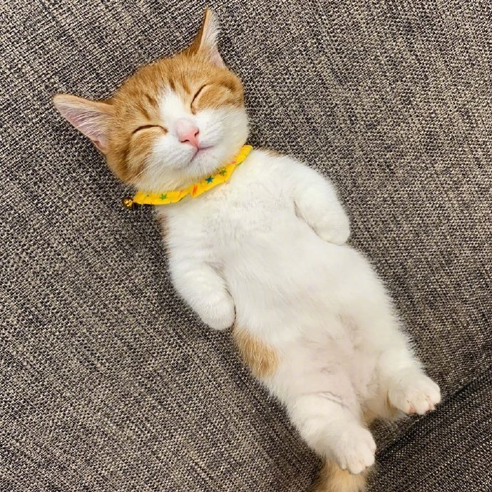 萌猫图片睡觉姿势超可爱
