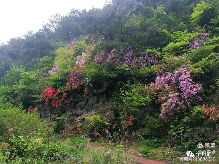 全州黄花岭马银花来袭!