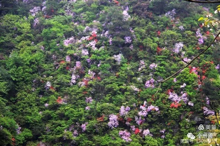 全州黄花岭马银花来袭!