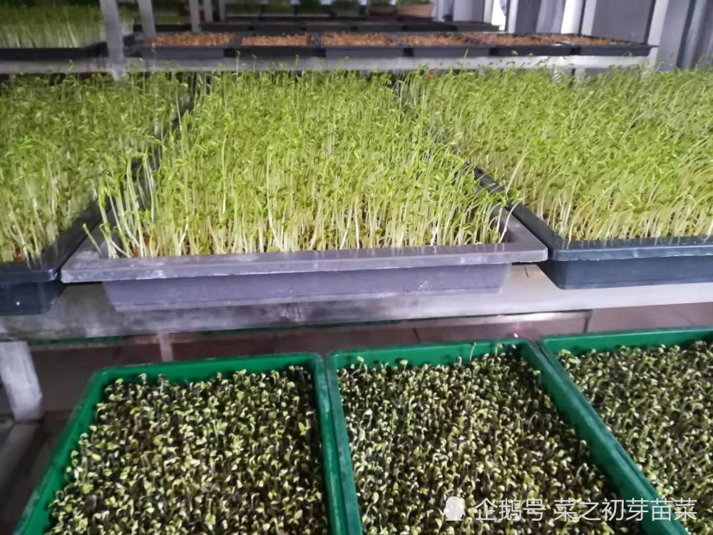 黑豆芽苗菜的种植管理技术!