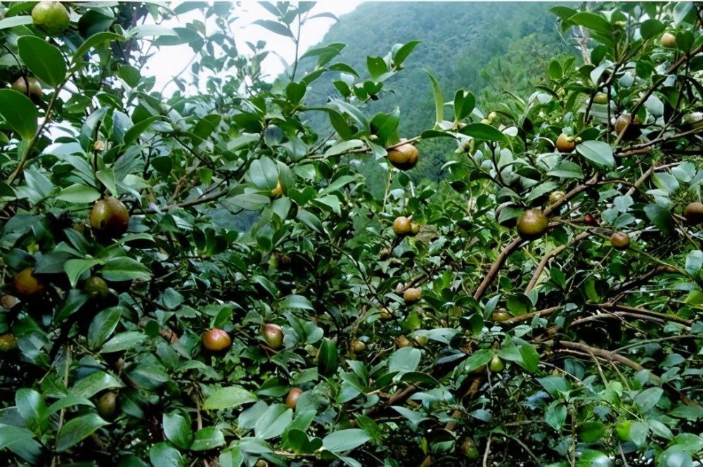 中战茶油:滴滴珍贵,全球仅万分之三的土壤可种油茶树