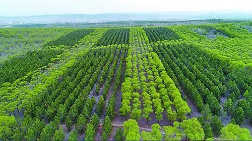 植树造林树木与水互惠共生