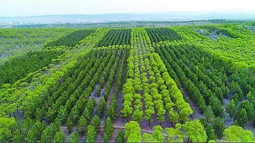 植树造林,树木与水,互惠共生