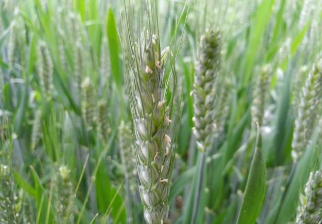 小麦扬花期的管理至关重要