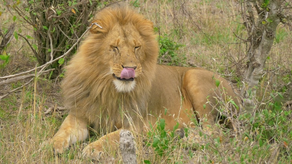 狮子的体型种类你知道吗?