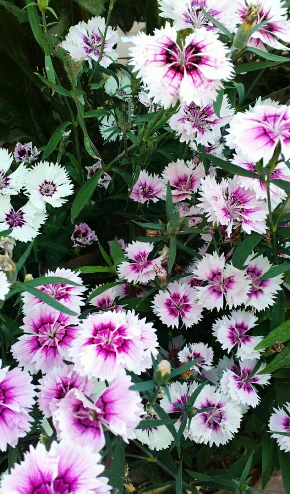 花海拾贝——石竹花