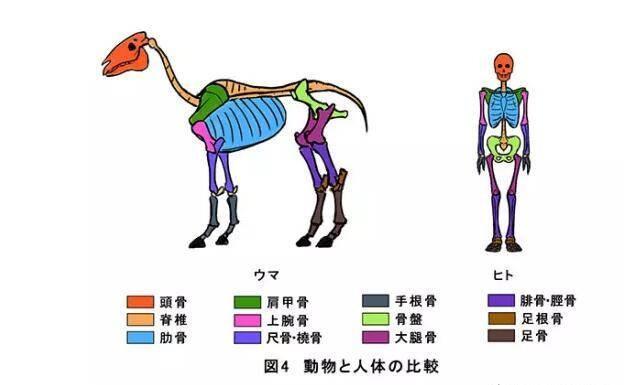 不同(坐骨的发达程度,骶骨的形态等等,它们也会发现人的前肢与后肢