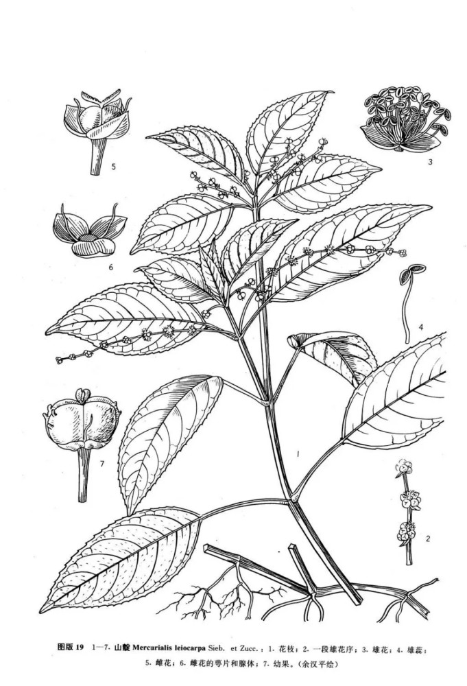 菠萝和凤梨,蛇果和苹果,毛豆和黄豆,它们一样吗?