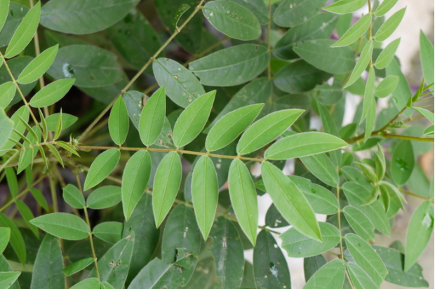 荒野维生野菜系列——槐叶决明