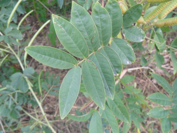 荒野维生野菜系列——槐叶决明