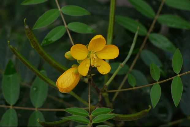 荒野维生野菜系列——槐叶决明