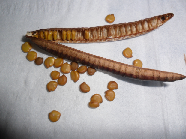 荒野维生野菜系列——槐叶决明