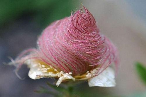 自然界中有许多长得奇形怪状的植物,例如有一种植物名叫三花水杨梅