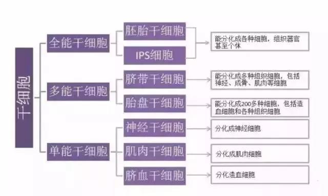 干细胞和免疫细胞在实际应用中该如何选择