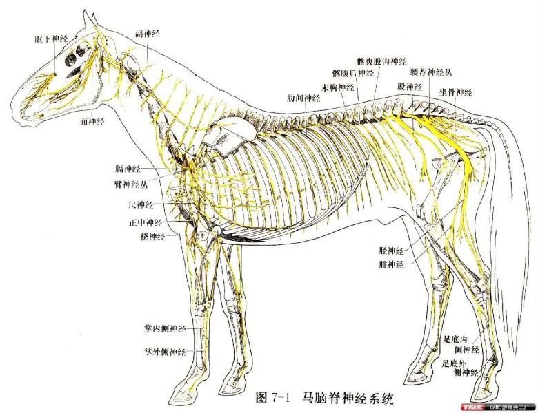 两前肢的静力装置完善,可长期站立负重.