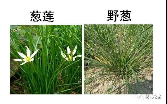 野葱是营养价值和药用价值很高的野菜,其地下鳞茎是比较有名的中药材