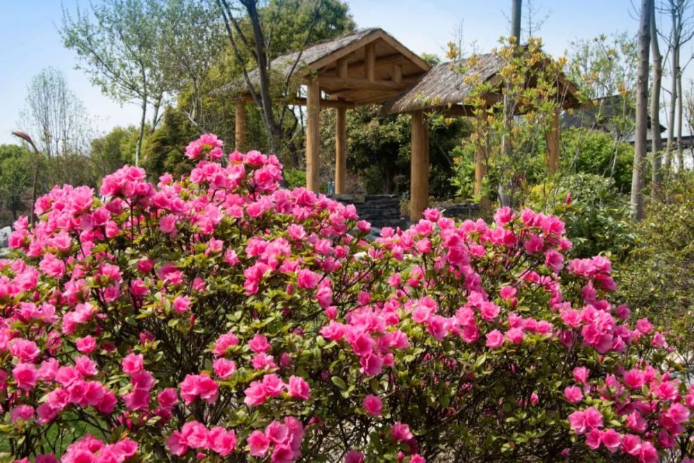 国家级杜鹃花盛会——第十七届中国杜鹃花展将于4月16日在常州市天宁