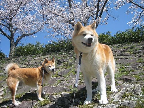 (樱花树下的日本国犬:秋田犬)